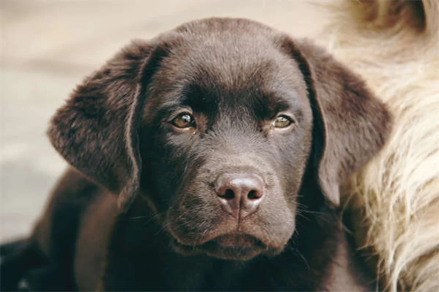 Fear Aggression in Dogs: 7 Signs & How to Stop It Safely