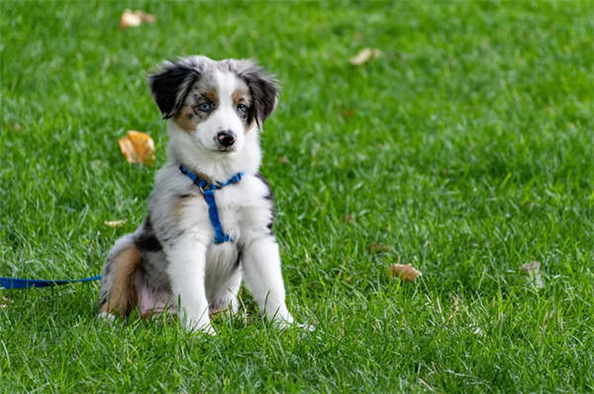 Why Is My Dog Always Hungry? 7 Possible Causes & When to Worry
