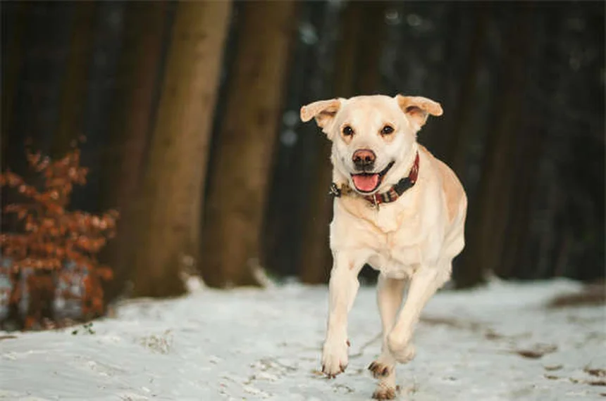 Why Is My Dog Always Hungry? 7 Possible Causes & When to Worry