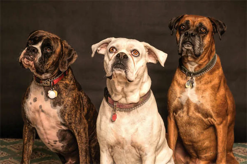 Why Is My Dog Always Hungry? 7 Possible Causes & When to Worry
