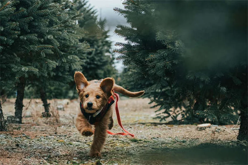 Dog Teeth 101: How Many Teeth Do Dogs Have & When to Worry