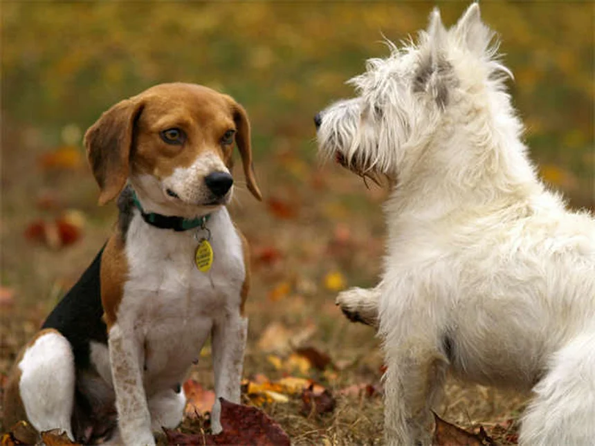 Why Do Dogs Eat Poop? 7 Surprising Reasons & How to Stop It