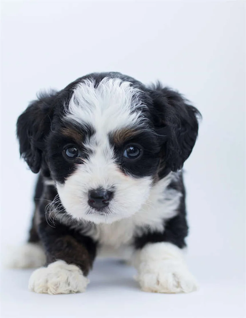 Why Do Dogs Eat Poop? 7 Surprising Reasons & How to Stop It