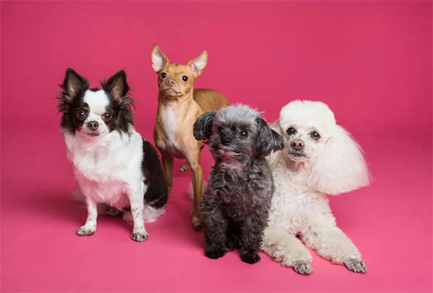 Why Do Dogs Eat Poop? 7 Surprising Reasons & How to Stop It