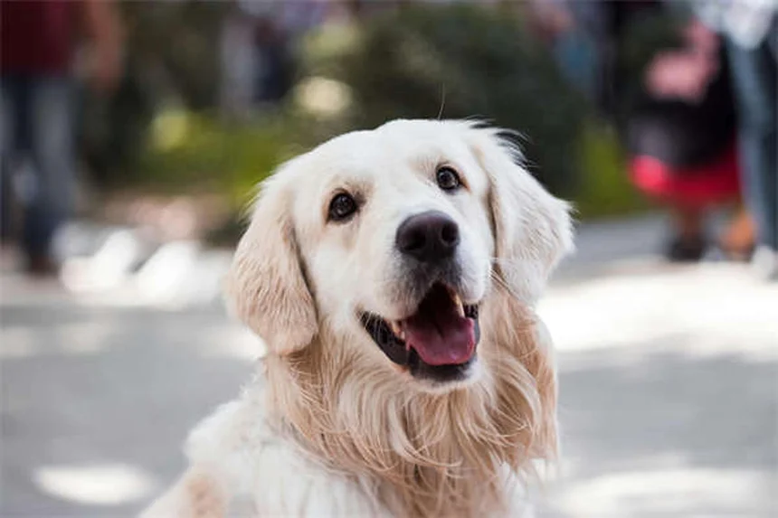 Why Do Dogs Eat Poop? 7 Surprising Reasons & How to Stop It