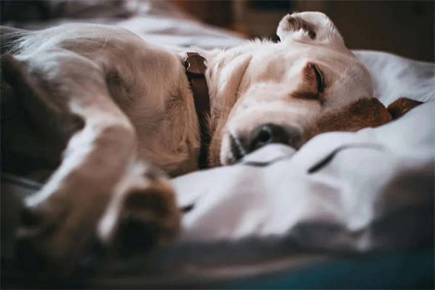 30 Best Hound Dog Breeds for Active Families in 2024