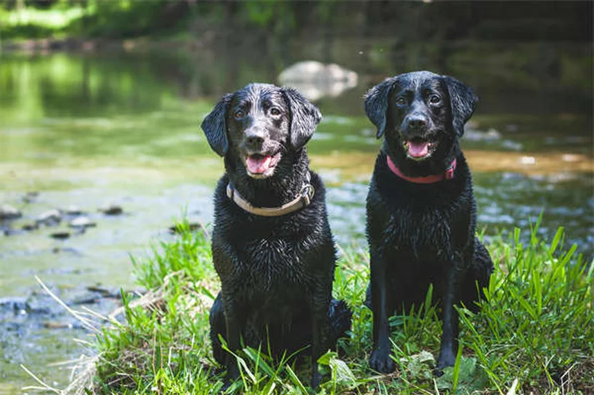 30 Best Hound Dog Breeds for Active Families in 2024