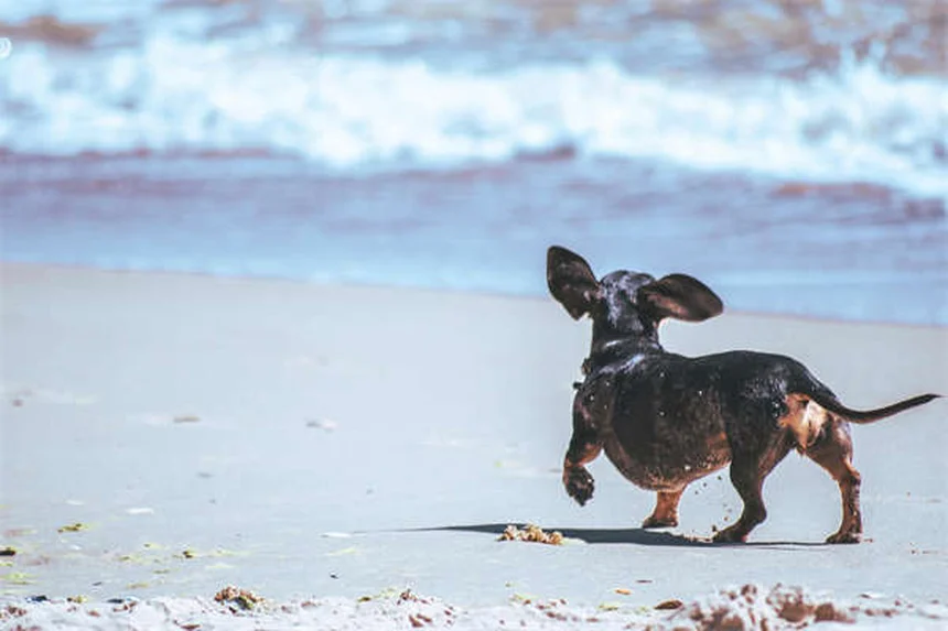 30 Best Hound Dog Breeds for Active Families in 2024