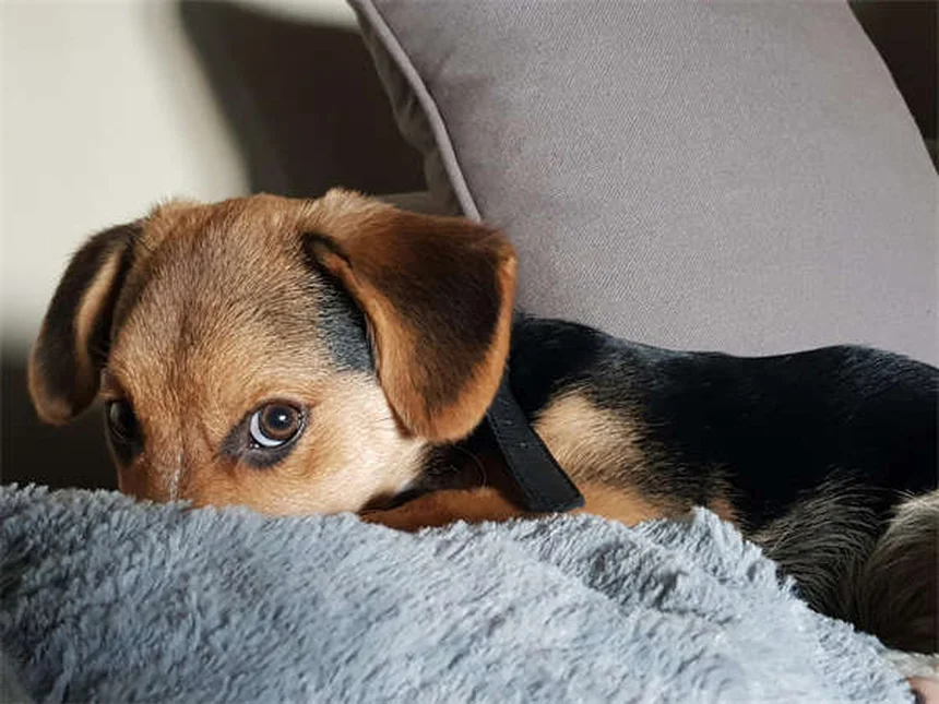 Swollen Lymph Nodes in Dogs: 5 Warning Signs You Should Never Ignore