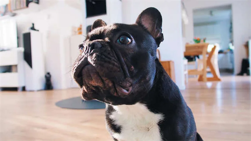How to Calm a Nervous Dog: 7 Vet-Approved Solutions That Work