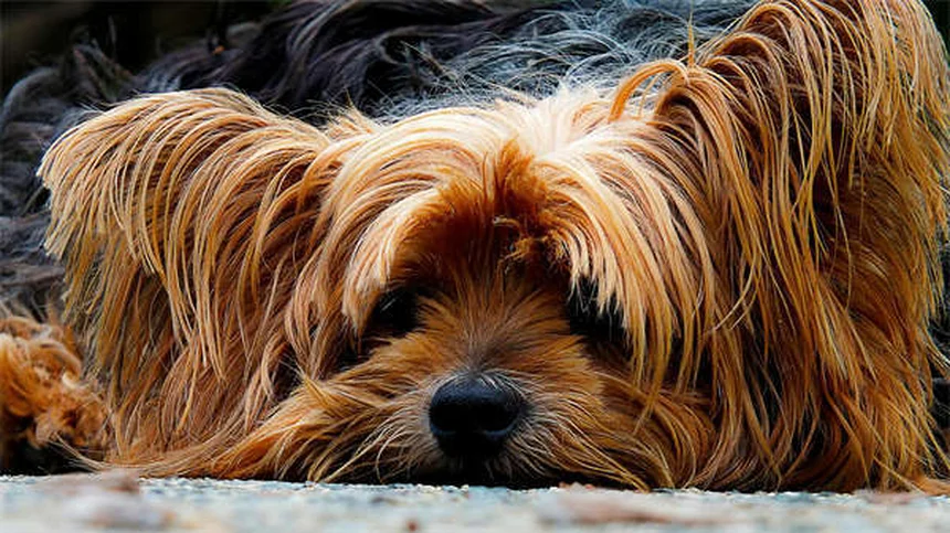 How to Calm a Nervous Dog: 7 Vet-Approved Solutions That Work