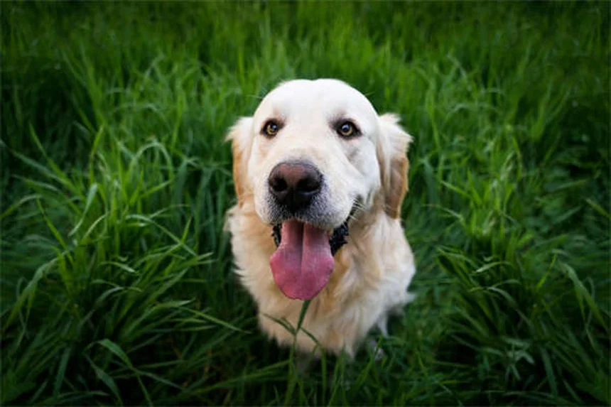 How to Calm a Nervous Dog: 7 Vet-Approved Solutions That Work
