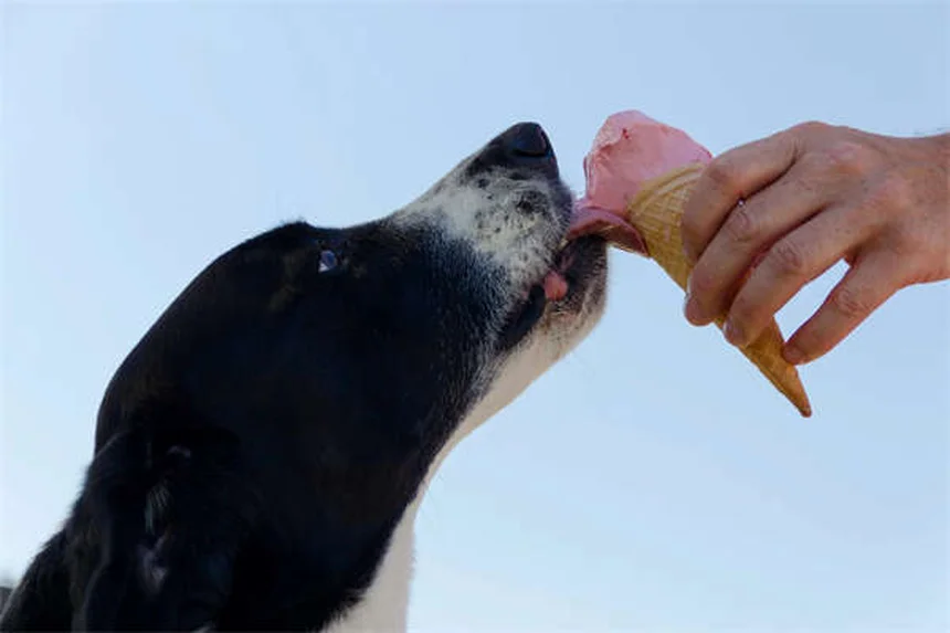 Dog Asthma: 5 Signs Your Pup Can't Breathe Right