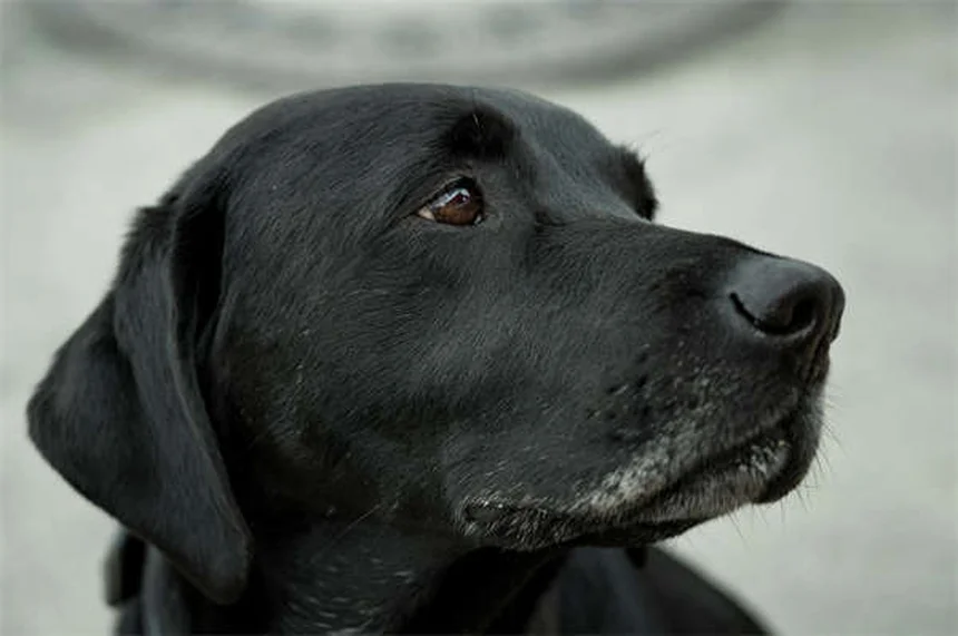 Dog Asthma: 5 Signs Your Pup Can't Breathe Right
