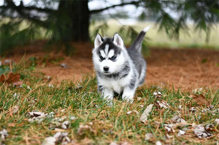 Dog Asthma: 5 Signs Your Pup Can't Breathe Right
