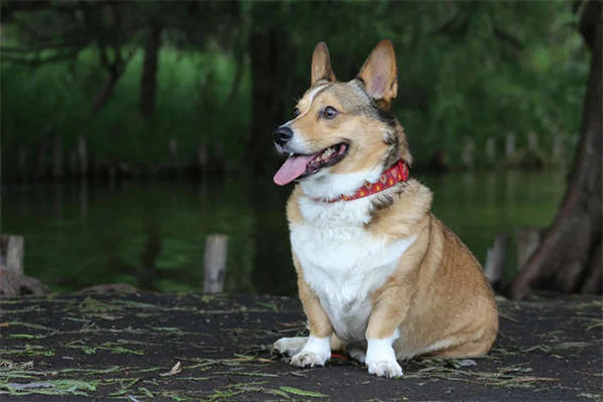 Dog C-Section: What Every Pet Owner Needs to Know