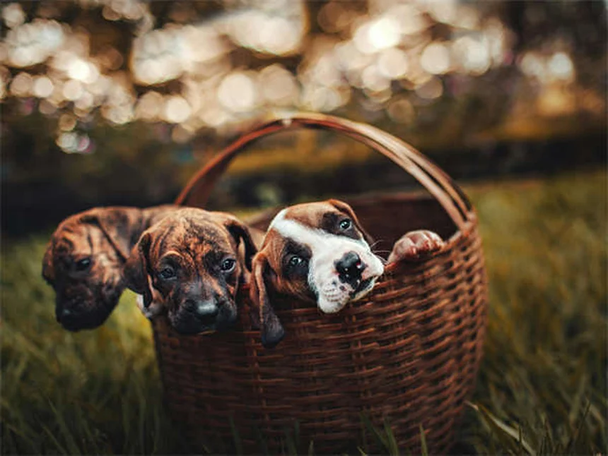 Why Do Dogs Do the "I Love You" Stretch? 5 Adorable Reasons