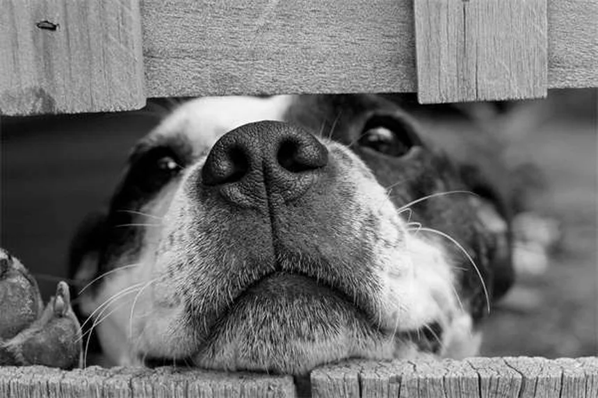 Why Do Dogs Do the "I Love You" Stretch? 5 Adorable Reasons