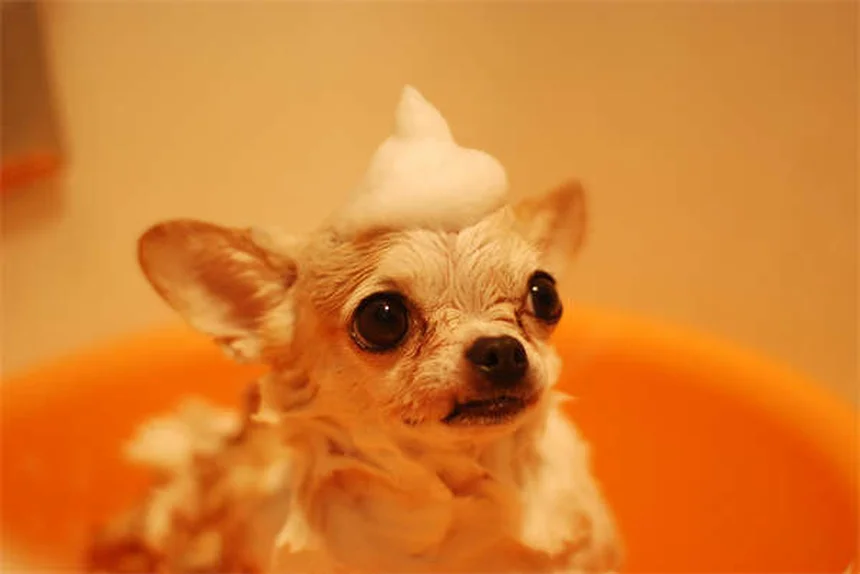 Why Do Dogs Do the "I Love You" Stretch? 5 Adorable Reasons