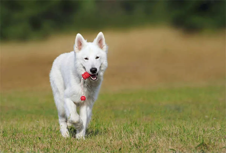 Puppy's First Vet Visit: What to Expect & How to Prepare