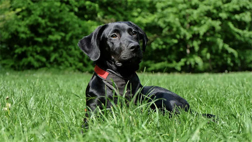 Puppy's First Vet Visit: What to Expect & How to Prepare