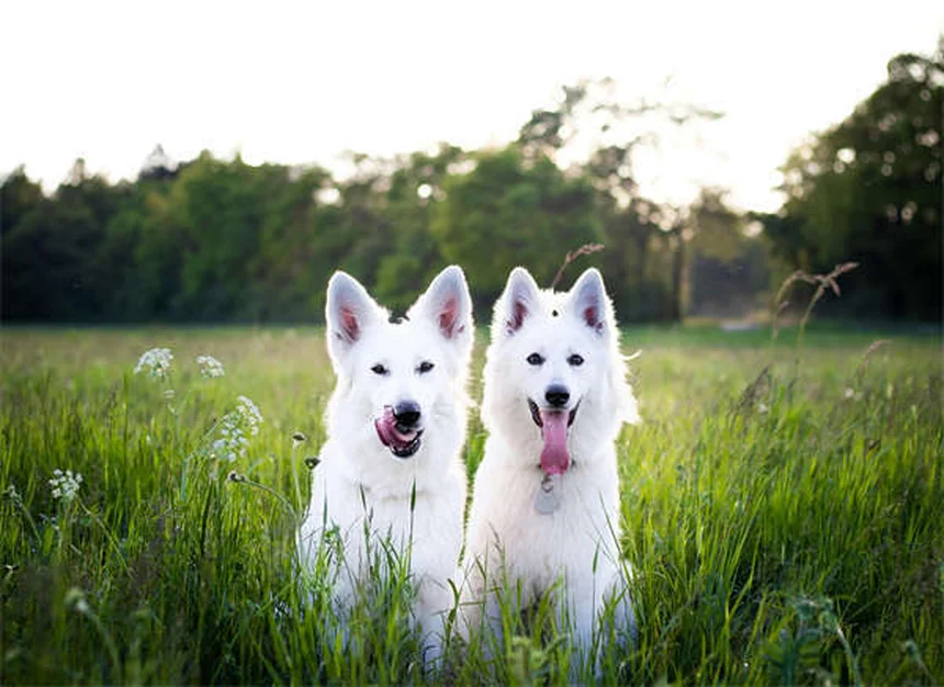 6 Clear Signs Your Dog Trusts You (And How to Build More Trust)