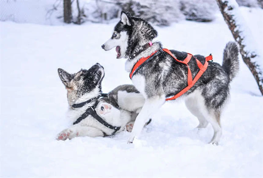 6 Clear Signs Your Dog Trusts You (And How to Build More Trust)