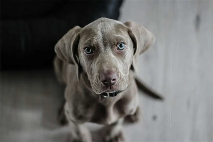 6 Clear Signs Your Dog Trusts You (And How to Build More Trust)