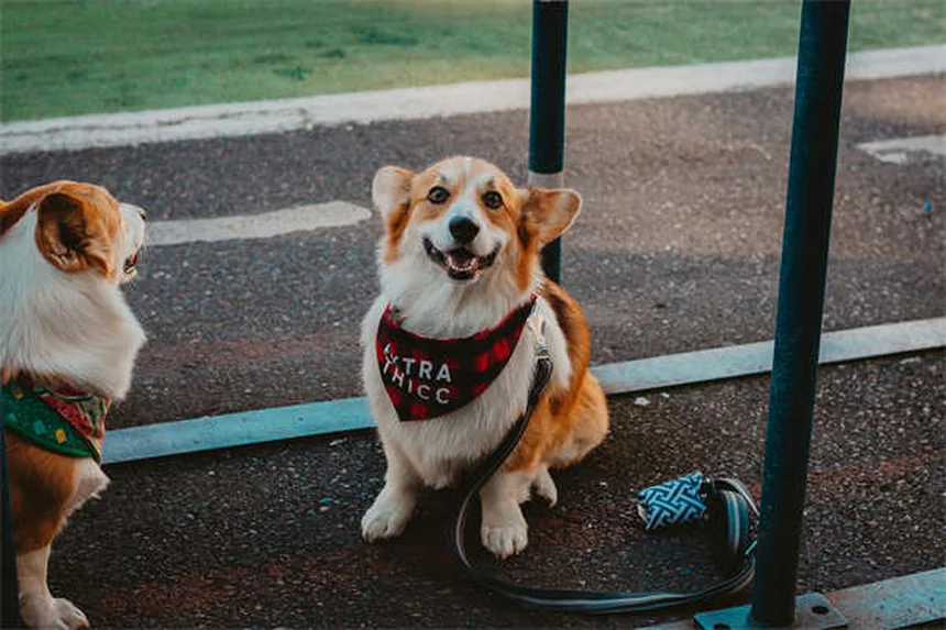 6 Clear Signs Your Dog Trusts You (And How to Build More Trust)