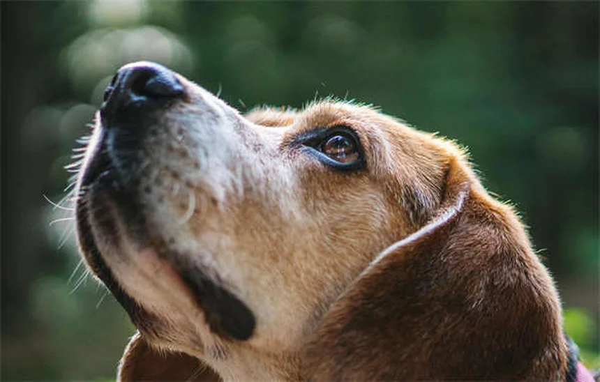 Indoor Cat Heartworm Prevention: Why Your Couch Kitty Isn't Safe