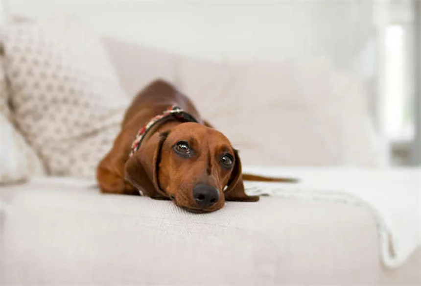 Indoor Cat Heartworm Prevention: Why Your Couch Kitty Isn't Safe