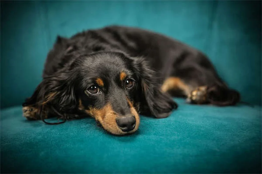 Best Dog Anxiety Medications: What Works & When to Use Them