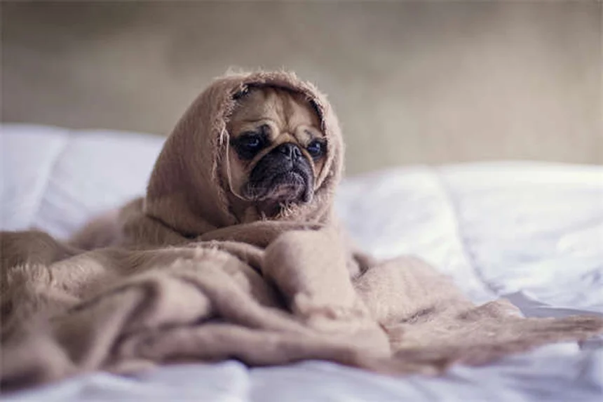 Dog C-Section: What Every Pet Owner Needs to Know