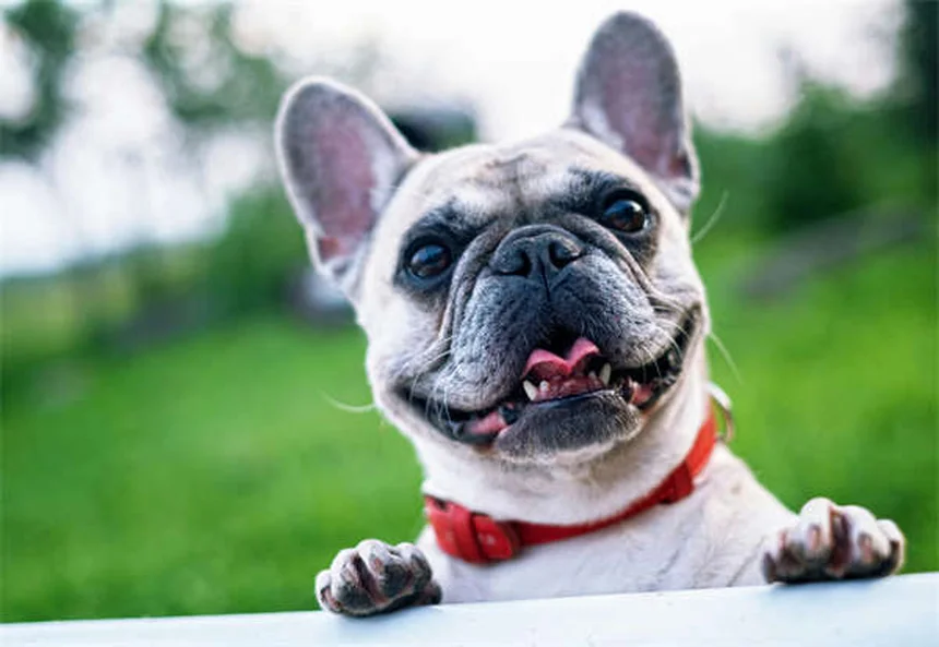 5 Best Dog Aging Supplements to Boost NAD+ for Senior Pets