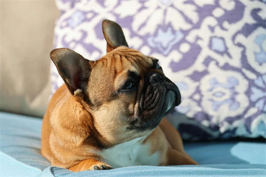 Rat Mites: 5 Warning Signs Your Pet Has These Itchy Pests