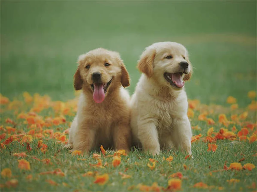Puppy Development Stages: What to Expect from 12-18 Months