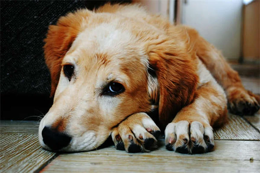 Puppy Development Stages: What to Expect from 12-18 Months